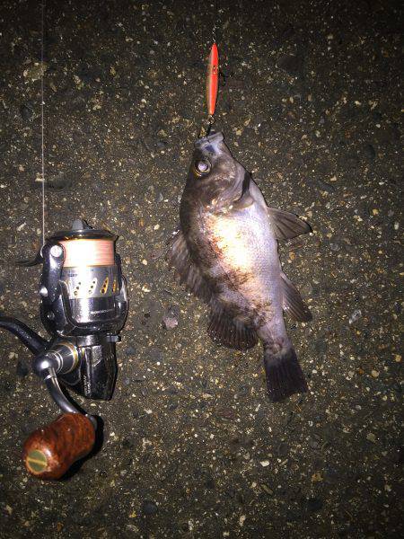 ライトゲーム釣行